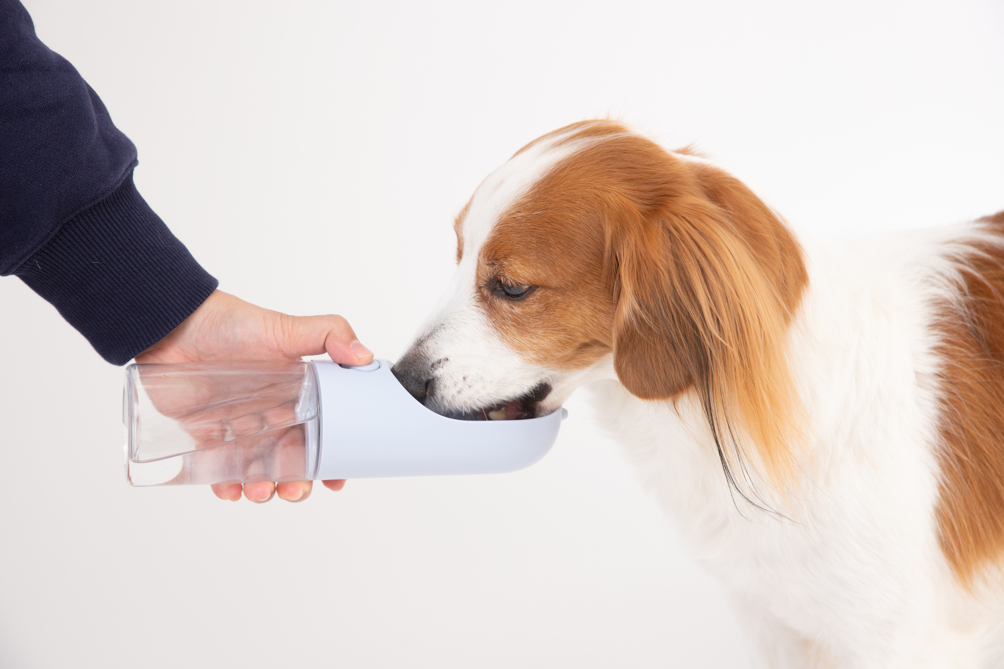 効果的な犬の暑さ対策は？